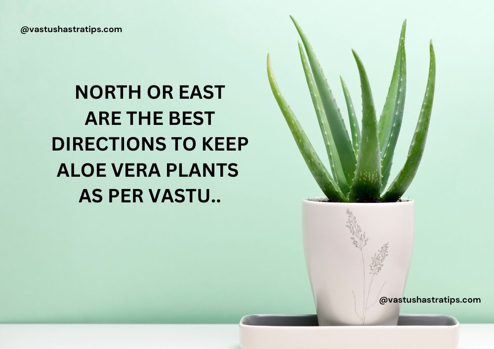 aloe vera plant vastu direction