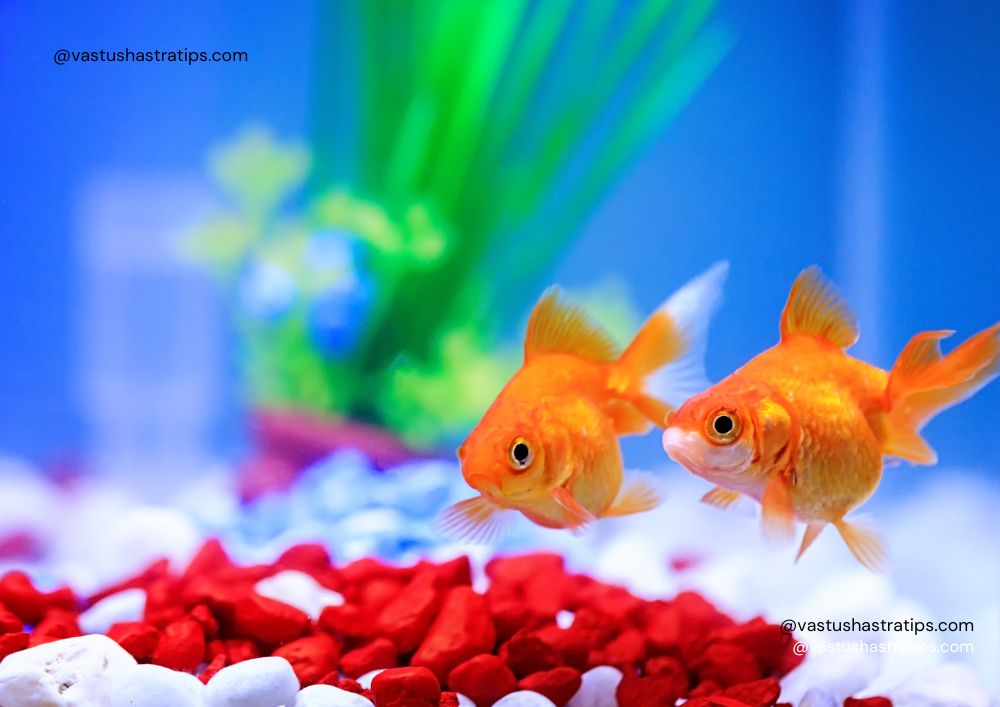 Where to Keep Fish Tank/Aquarium in House as per Vastu